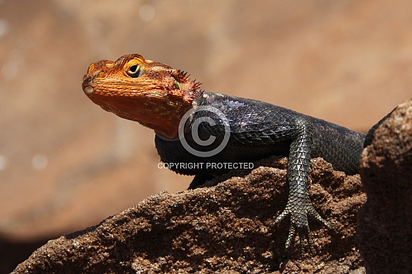 Red-headed Rock Agama - Namibia