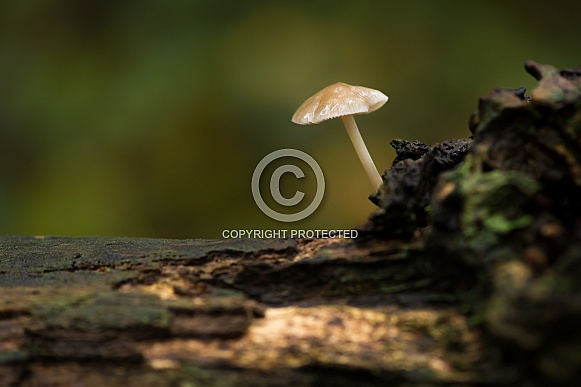 Small Dutch Mushroom
