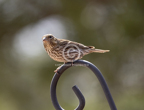 Cassin's Finch Perching on a pole