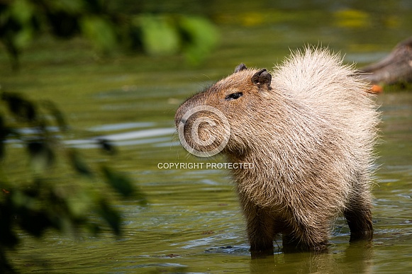capybara standing in the water