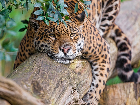 Jaguar on Log