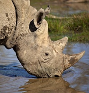 Critically endangered Black Rhinoceros - Namibia