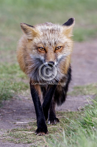 Red Fox--Foxy Eyes