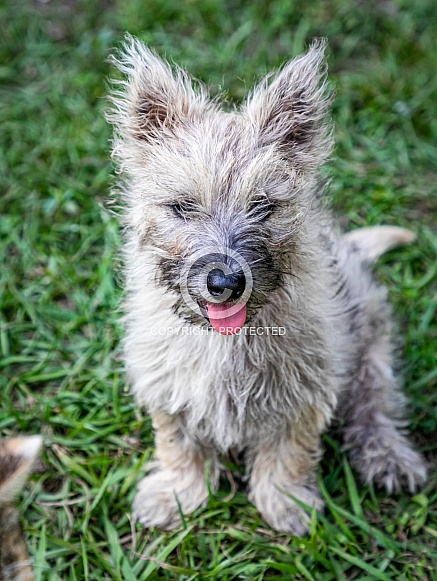 Domestic Dog Cairn Terrier puppy