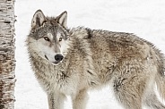 Grey Wolf-Teenage Wolf