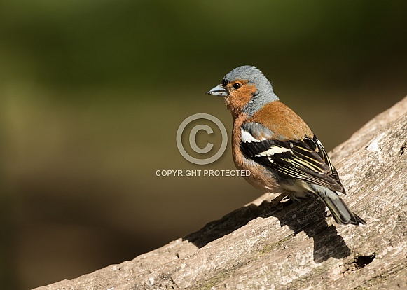 Male Common Chaffinch