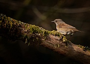 Dunnock (Hedge Sparrow)