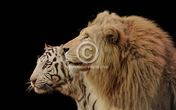 White Bengal Tiger and White South African Lion