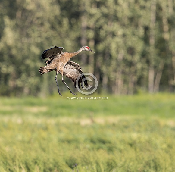 Lesser Sandhill Crane Flying in Alaska