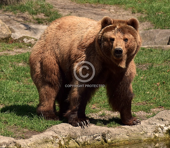 Female Kamtschatka Bear