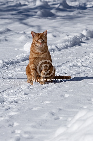Rocket  the cat in the snow