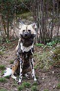 African Wild Dog / Painted Dog