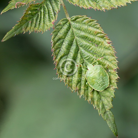Close up of Green shield bug sitting on fresh leaf