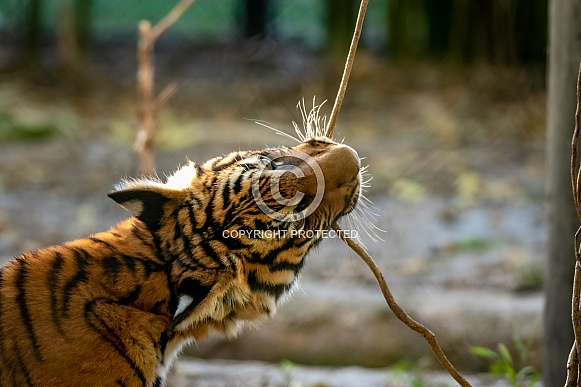 Malayan Tiger Cub