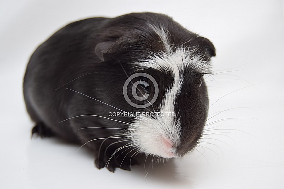 Cuy Guinea Pig (giant)