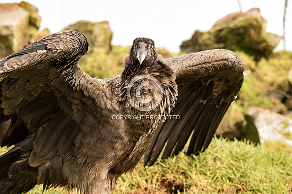 Female Andean Condor From Right