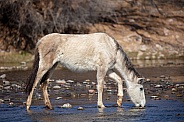 Wild horse drinking at the river