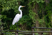 Great Egret on pier railing