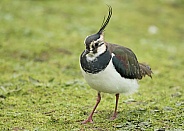 Northern Lapwing / Peewit /  Green Plover