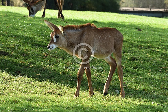 Roan antelope calf