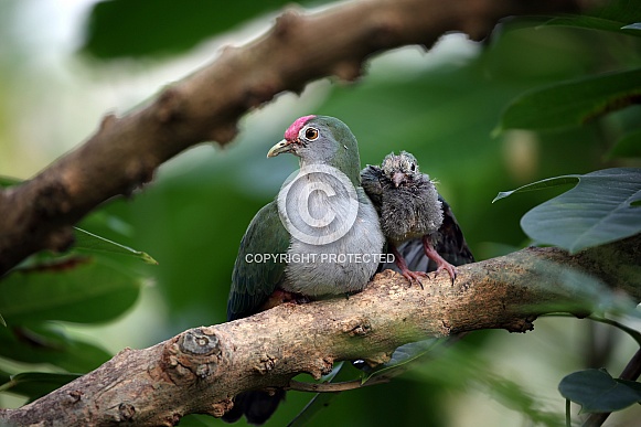 Beautiful fruit dove (Ptilinopus pulchellus