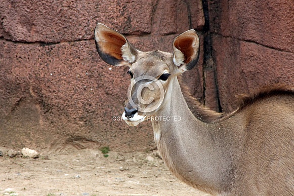 greater kudu (Tragelaphus strepsiceros)