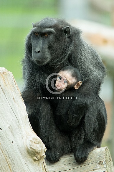 Crested Macaque family