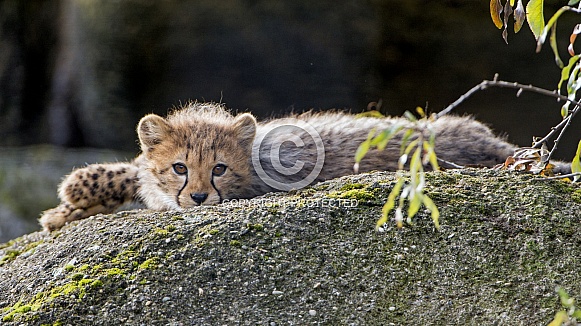 Cheetah Cub Resting on Rock