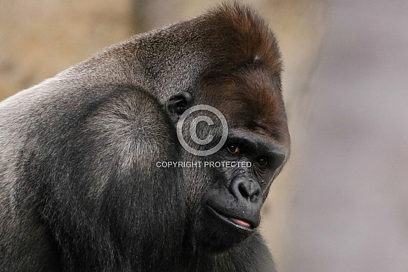 Silverback Gorilla