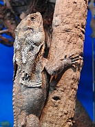 The frill-necked lizard