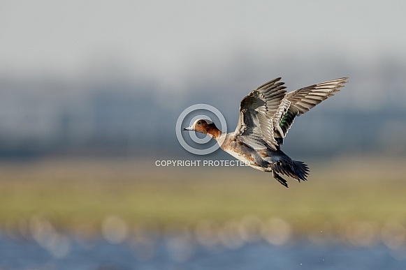 The Eurasian wigeon, a duck with beautiful coloured feathers.