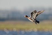 The Eurasian wigeon, a duck with beautiful coloured feathers.