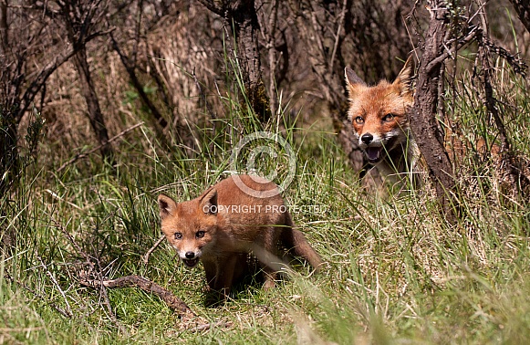 Red Fox (vulpes vulpes)