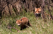 Red Fox (vulpes vulpes)