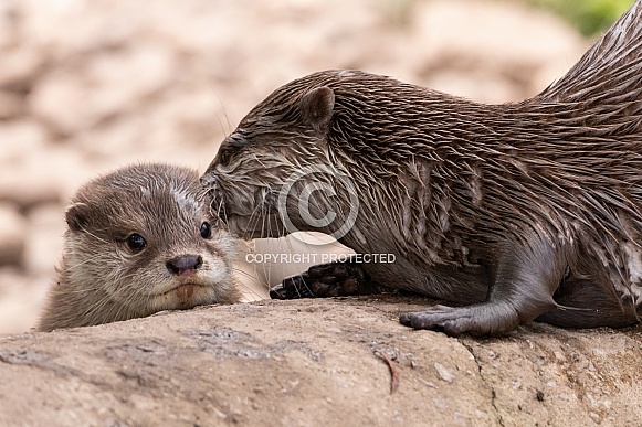 Mother and Baby Asian Short Clawed Otter