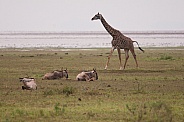 Giraffe with Wildebeest
