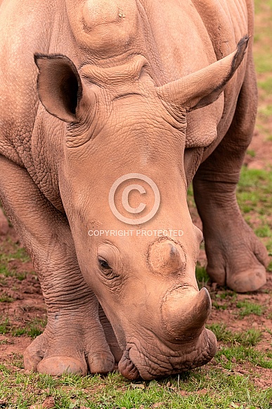 Young White Rhino Portrait Shot