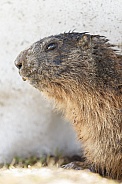 The alpine marmot