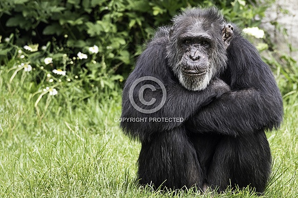 Chimpanzee Sitting Head On Arms Thoughtful