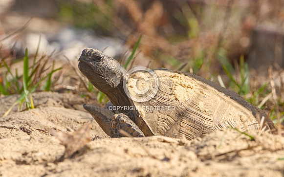 Wild adult Florida gopher tortoise - Gopherus polyphemus basking in sun