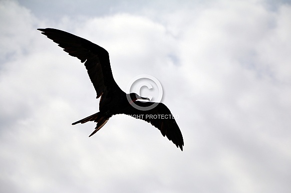 Frigatebird - Fregata magnificenssilhouette