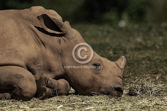 Young Southern White Rhino Close Up