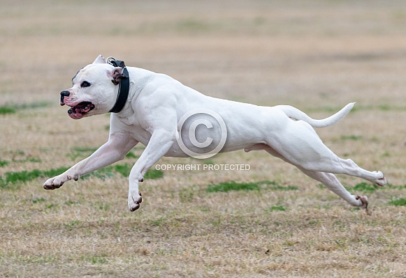 White American Bulldog running across a field