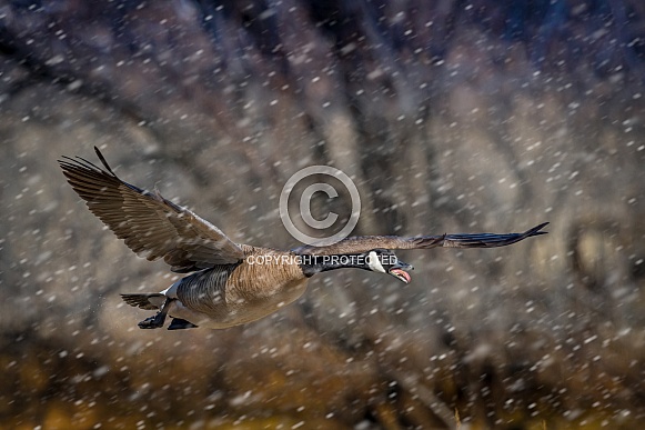 Canada Goose: take off in snow