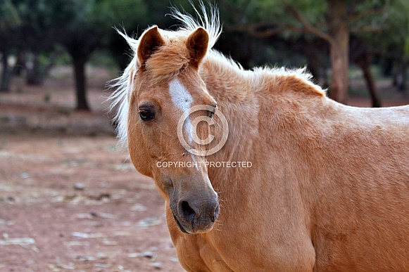 Palomino Pony Portrait