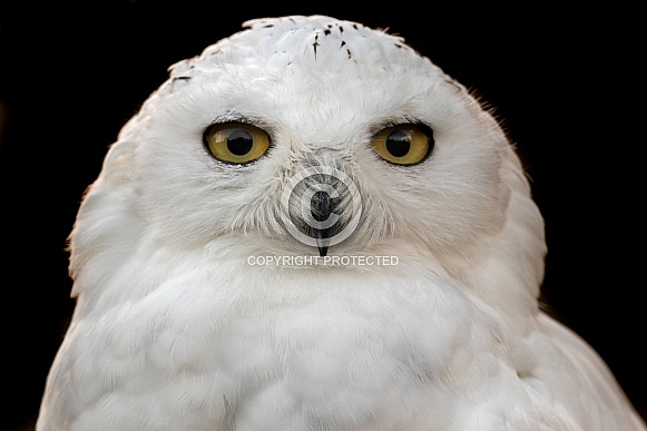 Snowy Owl Face Shot