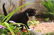 Kitten in Garden