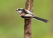Long-Tailed Tit on Branch