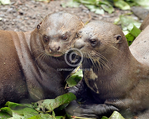 Pair of giant otters