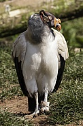King Vulture Full Body Standing Tall